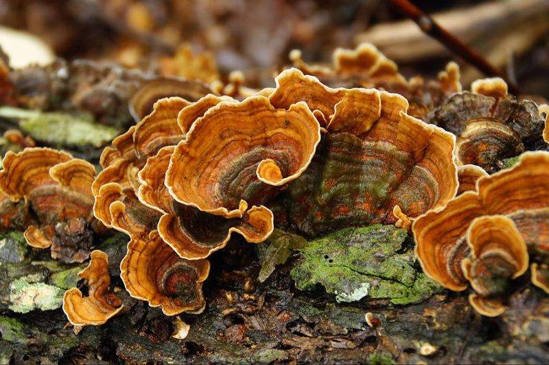 Organic Turkey Tail