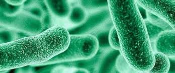 Lactobacillus brevis