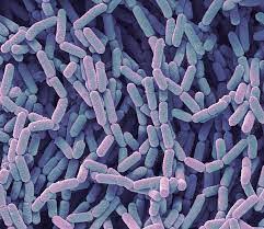 Lactobacillus delbrueckii