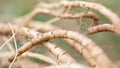 Marshmallow root