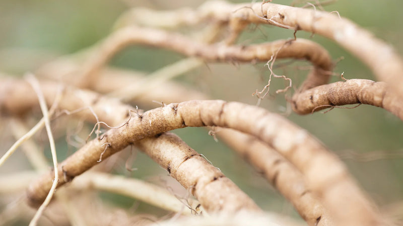 Organic Marshmallow Root