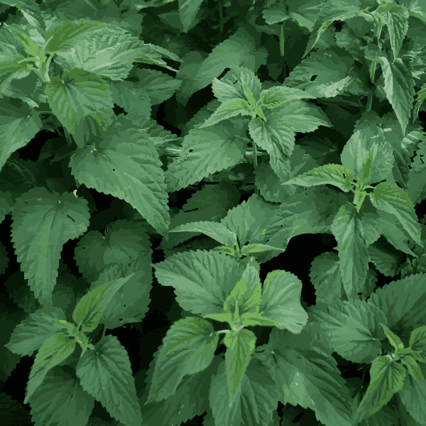 Organic Nettle Leaf
