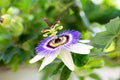 Passionflower