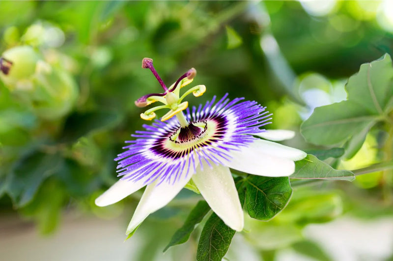 Organic Passionflower