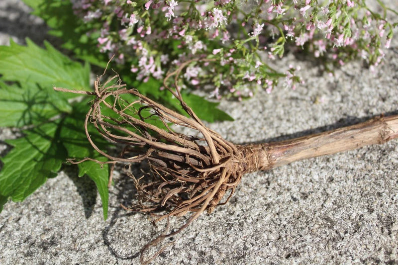 Organic Valerian Root